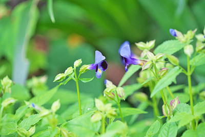 Torenia