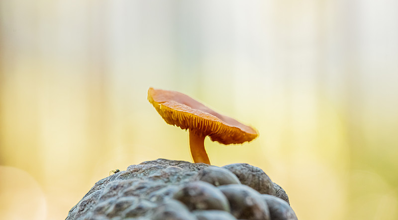 特写:在开普敦托凯森林的松林种植园里常见的锈菌