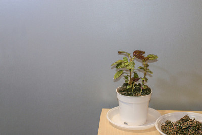盆栽室内植物