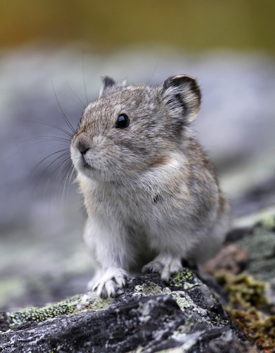岩石上的Pika