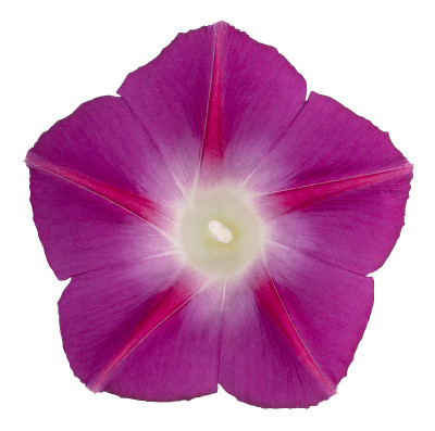 花孤立