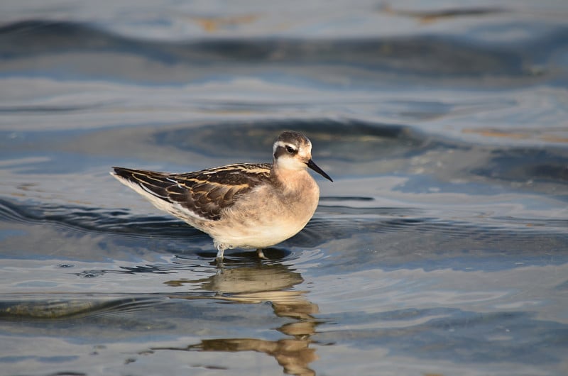 红颈Phalaropus lobatus。在亚速海的海岸上。