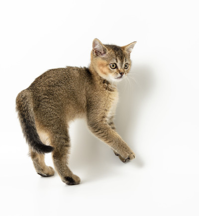 小猫金色扁虱苏格兰栗鼠