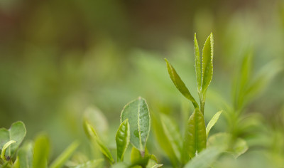 谷雨，清明节的春茶