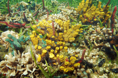 加勒比海丰富多彩的水下海洋生物