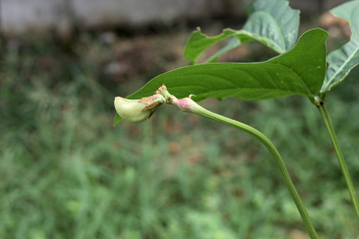花的豇豆