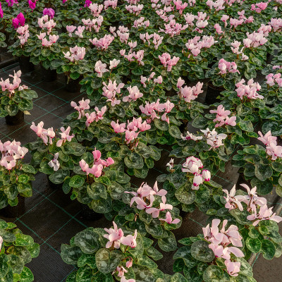 温室里有很多仙客来的花。
