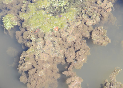 沼泽