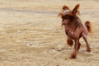 犬种中国冠毛犬