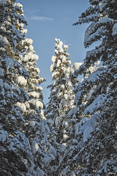 树上的雪——阿拉斯加