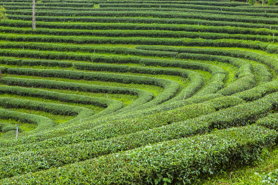 泰国的茶园。