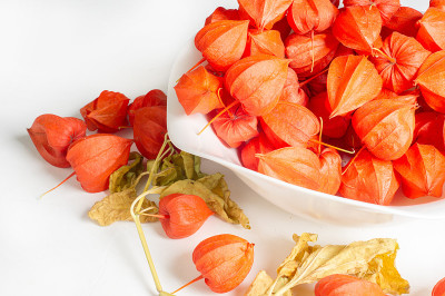 Physalis (faÉªsÉlÉªs，有时faÉªªlÉªs，源自Physalis =膀胱[引