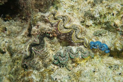 色彩鲜艳的海洋双壳类软体动物，maxima蛤