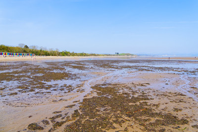 退潮时在Llanbedrog海滩上炖海草。