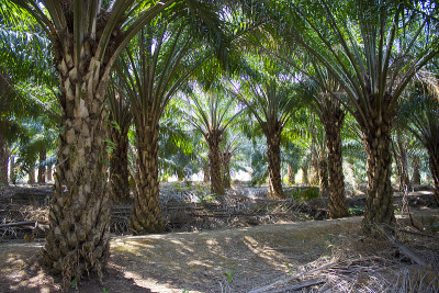 种植油棕树
