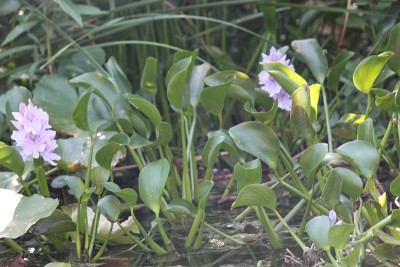 水葫芦花