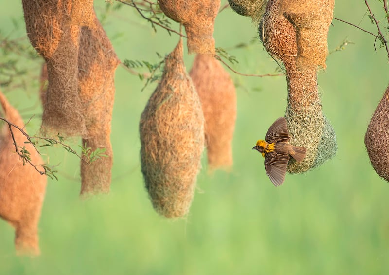 Baya weaver (Ploceus philippinus)与筑巢的殖民地