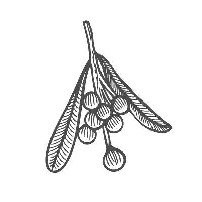槲寄生插图画