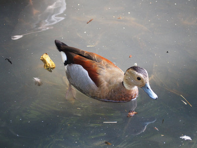 环蓝鲸(学名:Callonetta leucophrys)