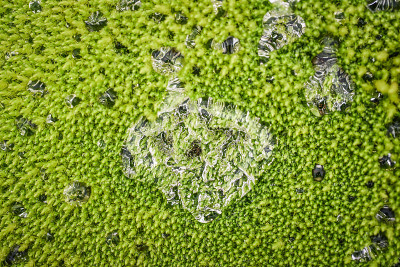 水珠落在长满苔藓的绿色地毯上。