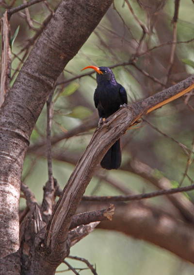 绿色Wood-hoopoe
