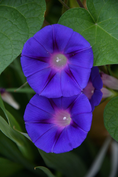 旋花(拉丁文:Ipomoea) â属旋花科植物(拉丁文。旋花科植物)
