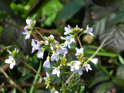 野花