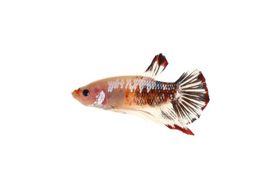 Betta fish (Koi form)