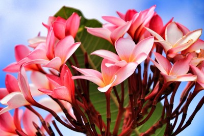 墨西哥鸡蛋花在花园里