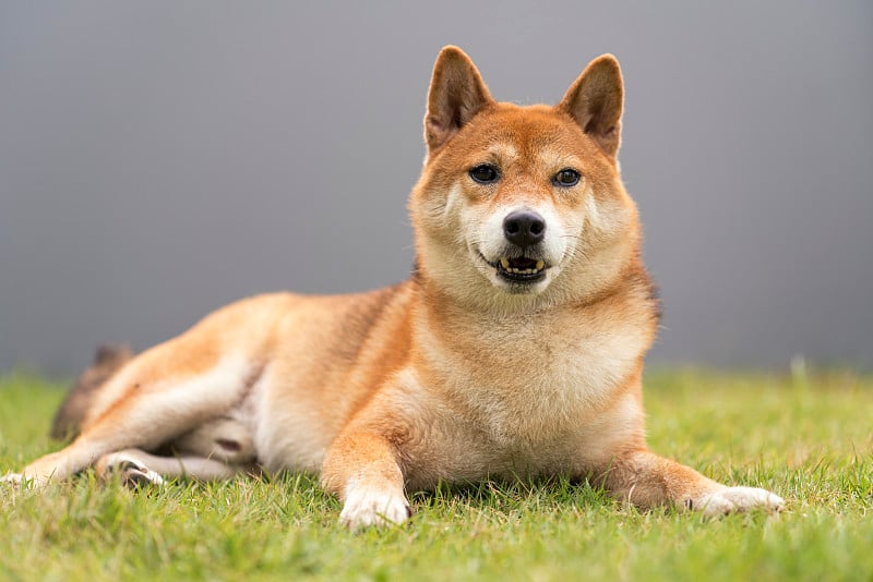 后院有一只柴犬，有灰色的篱笆。日本狗。