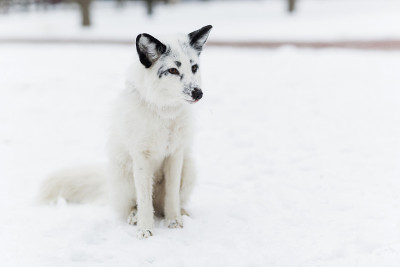 雪地里的白狐狸