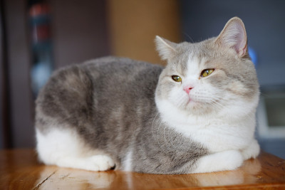 猫往窗外看。