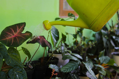 后院的一群观赏植物