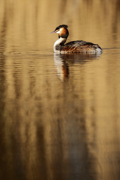 大凤头鸲，Podiceps cristatus