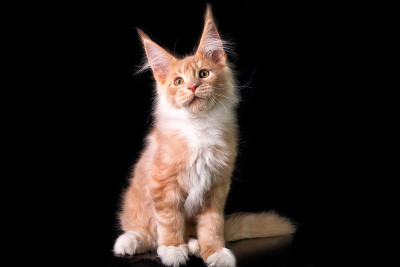 可爱可爱的缅因猫在黑色的背景。