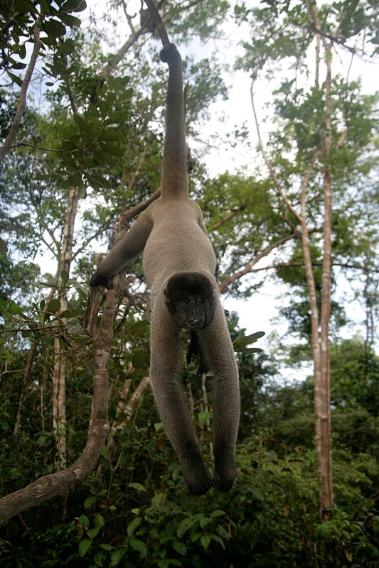 棕色或普通毛猴，Lagothrix lagotricha