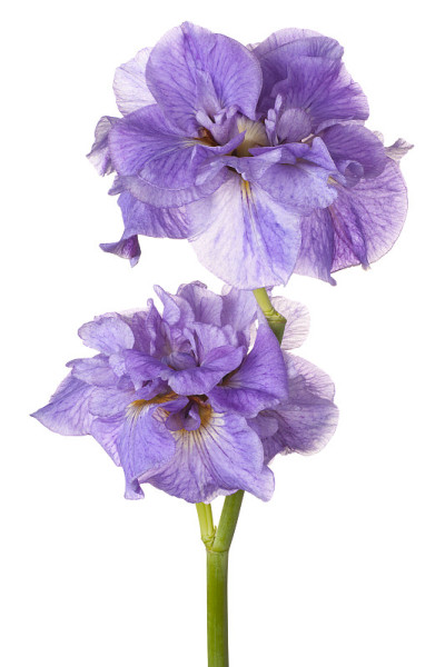 花孤立