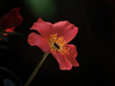 红色马齿苋花