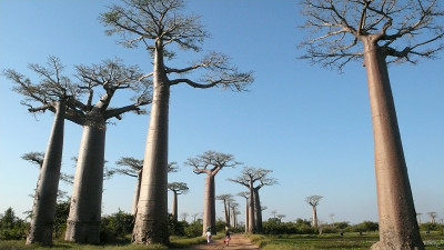 Baobabs。马达加斯加