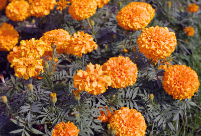黄色的花