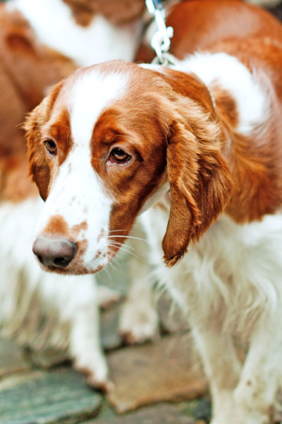 可卡犬