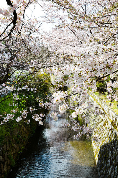 日本京都，哲学家大道上的樱花盛开