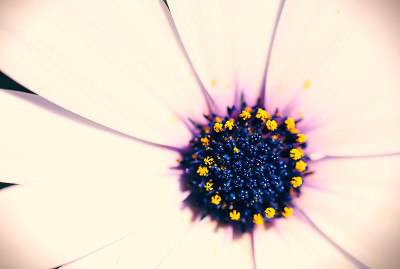 雏菊花