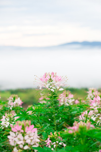 泰国的蜘蛛花和雾