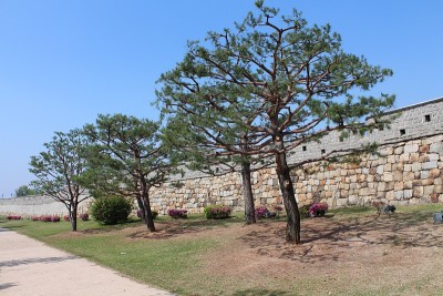 山上的松树