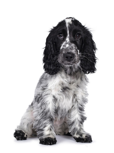 白色背景上的可卡犬幼犬