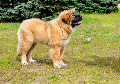 高加索牧羊犬小狗的样子。
