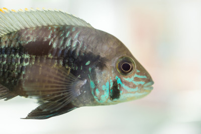 水族鱼比慈鲷科鱼小。nijsseni是慈鲷科鱼类的一种，是当地黑水栖息地的特有鱼类。