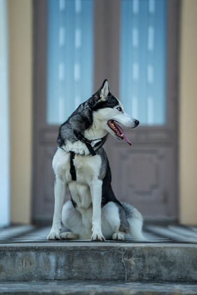 哈士奇犬的品种