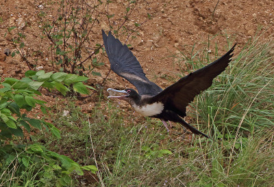 Great Frigatebird